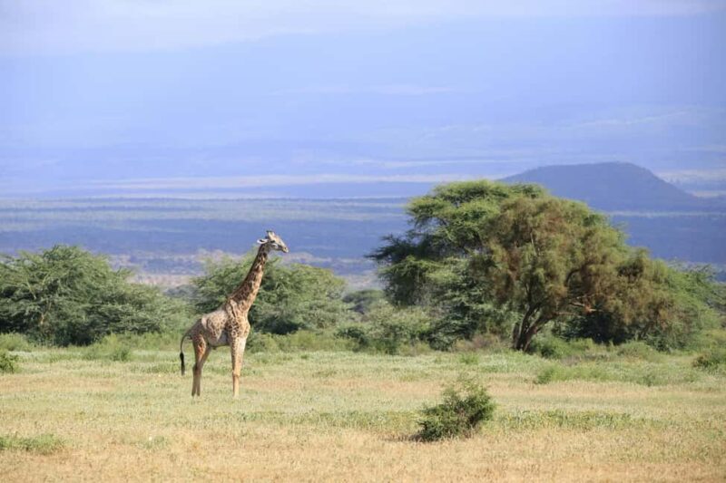 Kenya: 5-Day Safari to Ol Pejeta, Masai Mara, and Nakuru - Frequently Asked Questions