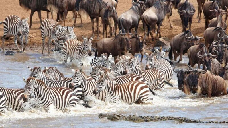 Kenya: 6-Day Camping Safari Group Joining - Key Points