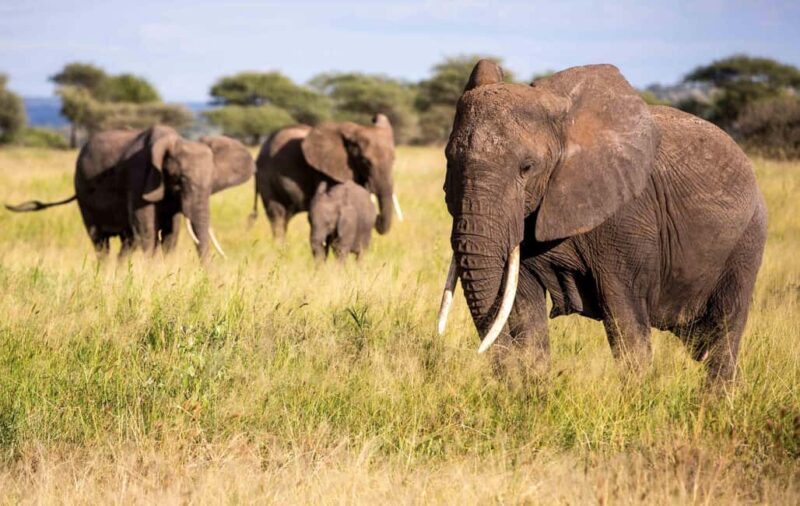 Kenya: 6-Day Camping Safari Group Joining - An In-Depth Look at the 6-Day Kenya Safari