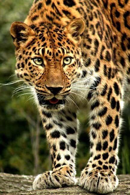 Kenya: 6-Day Camping Safari Group Joining - FAQs