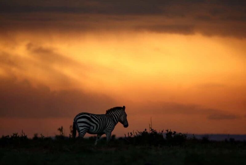 Kenya: 6-Day Safari to Lake Nakuru, Maasai Mara, Amboseli - Key Points