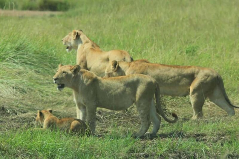 Kenya: 6-Day Safari to Lake Nakuru, Maasai Mara, Amboseli - Final Thoughts: Is This Kenya Safari Right for You?