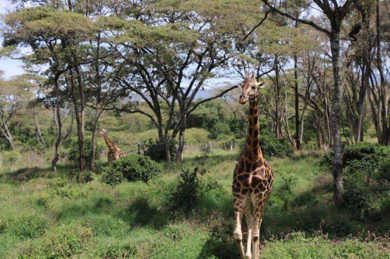 Kenya: 7-Day Big 5 Safari Tour from Nairobi - Key Points