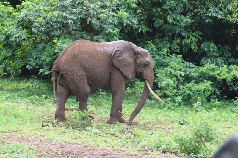 Kenya: 7-Day Big 5 Safari Tour from Nairobi - Day 3: Maasai Mara to Nakuru – A Cultural and Wildlife Mix