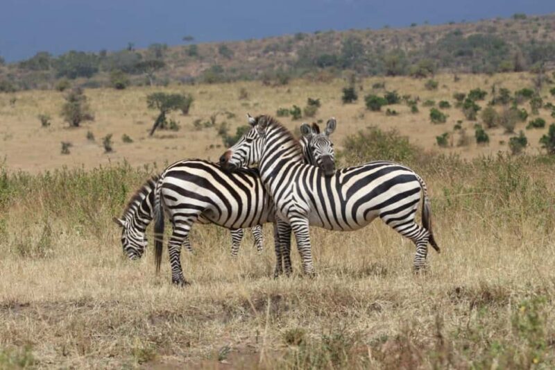 Kenya: 7-Day Masai Mara, Lake Naivasha, and Amboseli Safari - Key Points