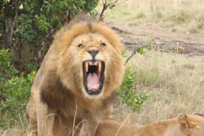 Kenya: 7-Day Masai Mara, Lake Naivasha, and Amboseli Safari - A Detailed Look at the Safari Experience