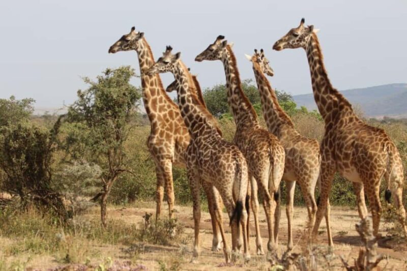 Kenya: 7-Day Masai Mara, Lake Naivasha, and Amboseli Safari - FAQs