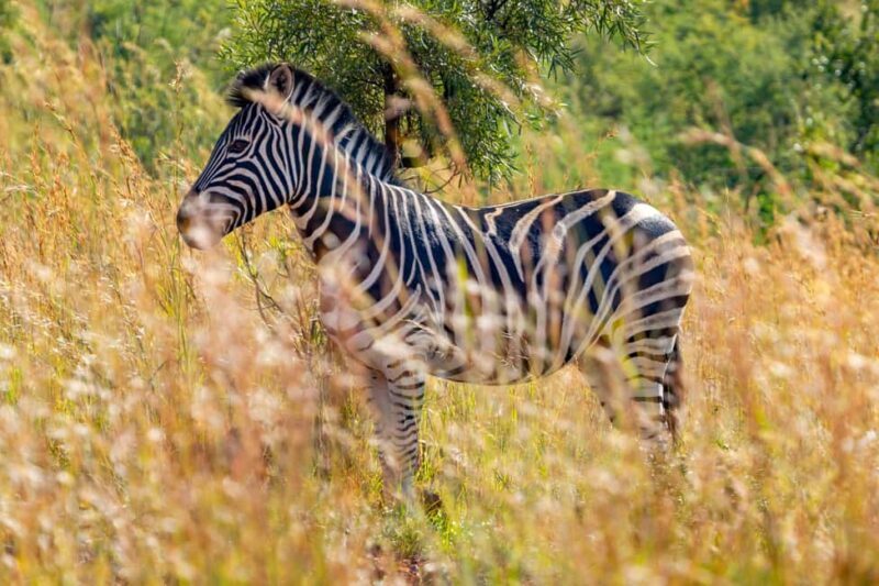 Kenya: 7-Day Safari to Maasai Mara, Lake Nakuru, and More - Transport, Accommodation, and Overall Value