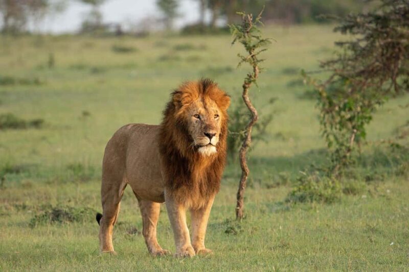 Kenya: 8-Day Mid-Range Safari - All Inclusive - Key Points