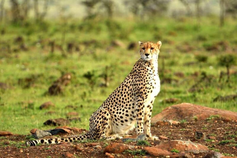 Kenya: 8-Day Mid-Range Safari - All Inclusive - Overview of the Safari Experience