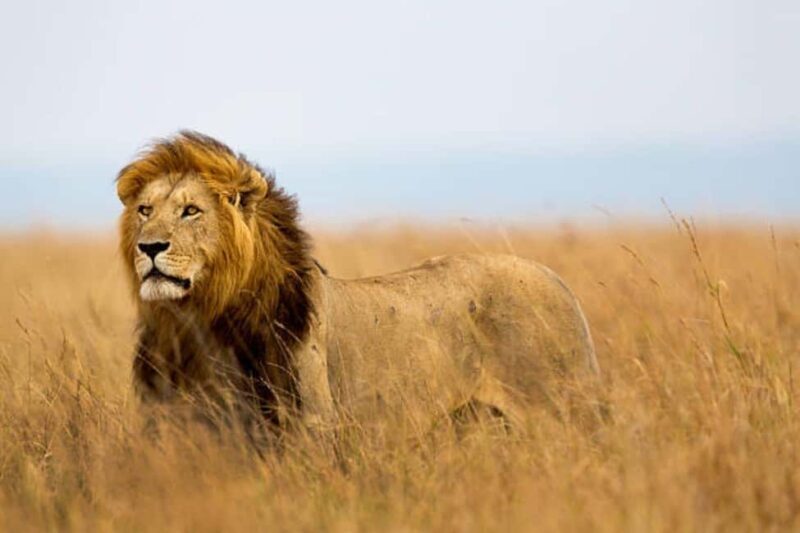 Kenya: 8-Day Mid-Range Safari - All Inclusive - Price & Value Analysis