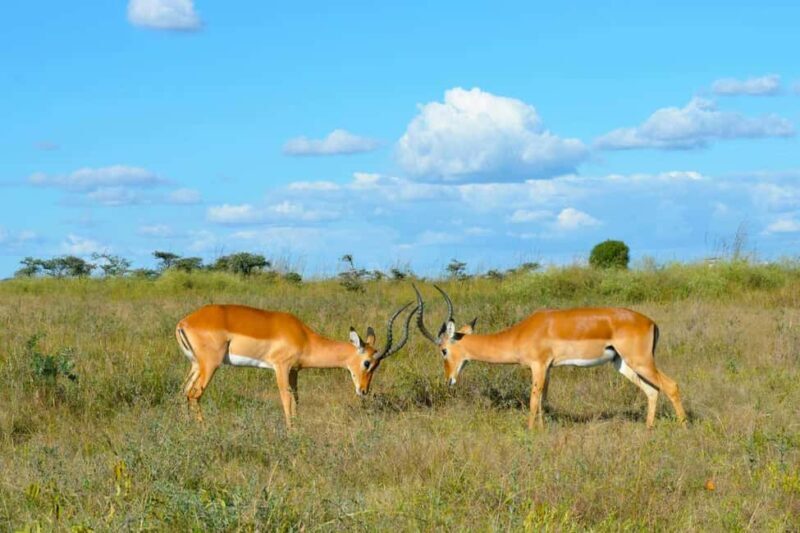 Kenya: 8-Day Mid-Range Safari - All Inclusive - Practical Tips for Travelers