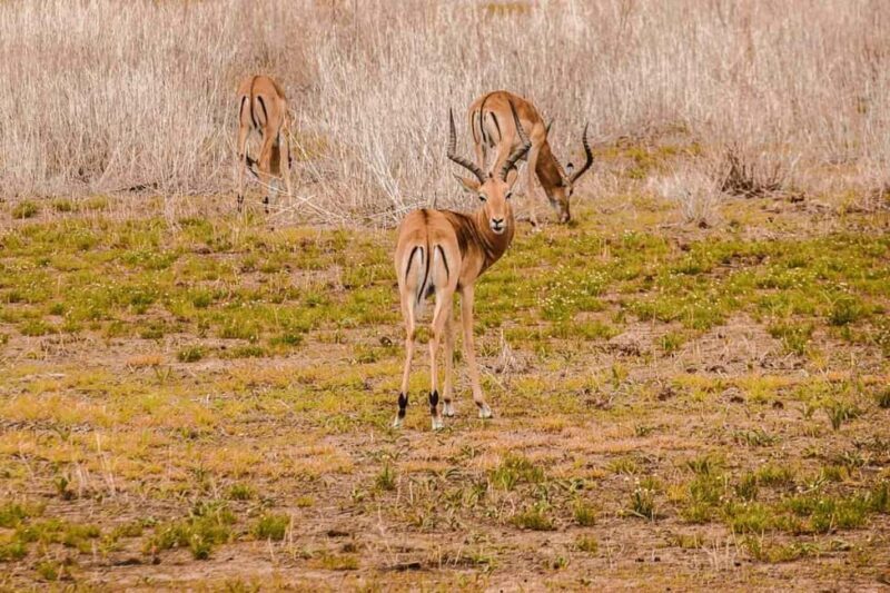 Kenya: 8-Day Mid-Range Safari - All Inclusive - The Sum Up