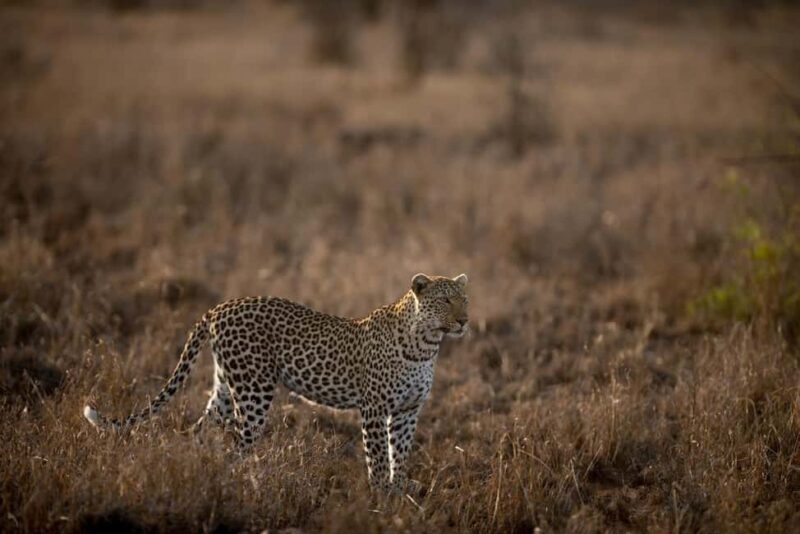 Kenya: 9-Day Soft Trekking Safari - Introduction: A Journey into Authentic Kenya
