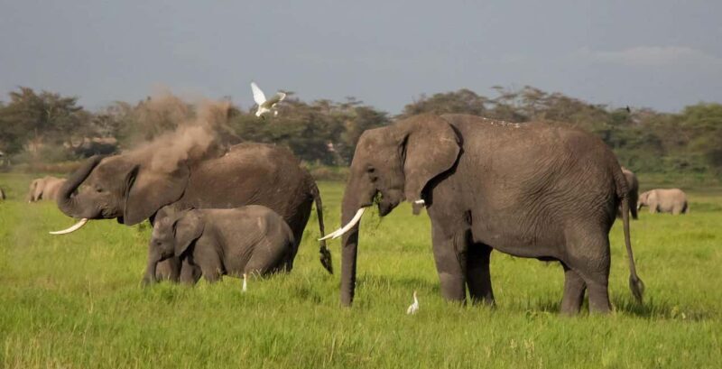 Kenya and Tanzania: 10-Day Classic Safari with Accommodation - Final Thoughts