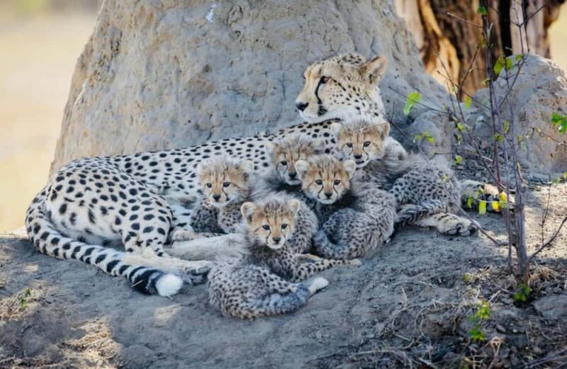 Kenya and Tanzania: 10-Day Great Migration Safari - Who Will Love This Tour?