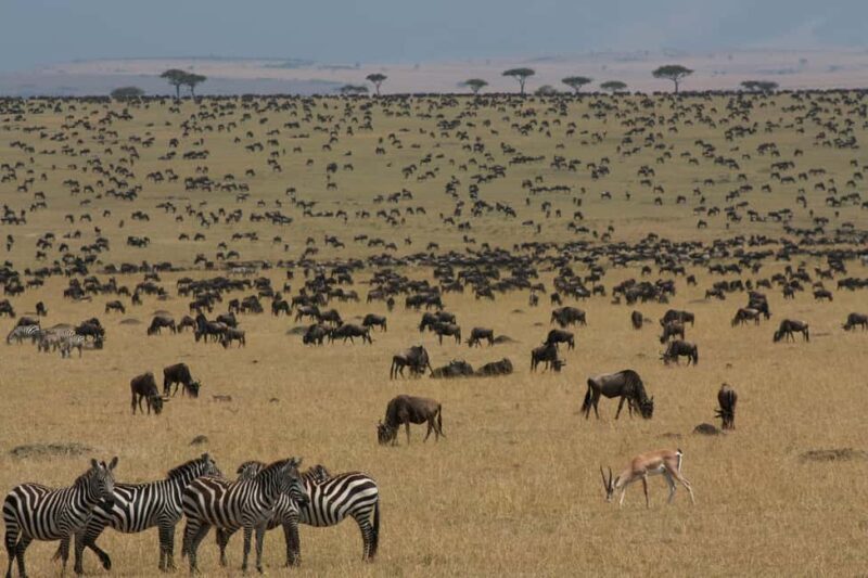Kenya and Tanzania: 10-Day Safari Adventure - An In-Depth Look at the 10-Day Safari Experience