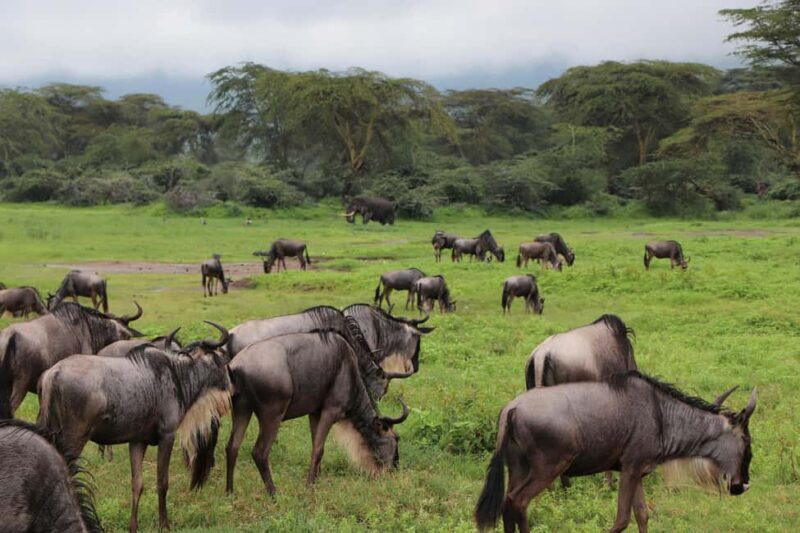 Kenya and Tanzania: 10-Day Safari Adventure - What to Expect & Practical Tips