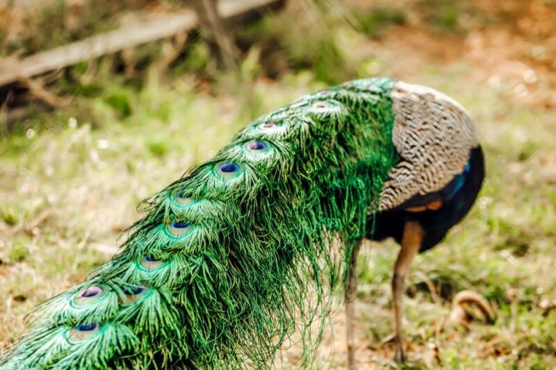 Kenya and Tanzania: 10-Day Safari Adventure - FAQ