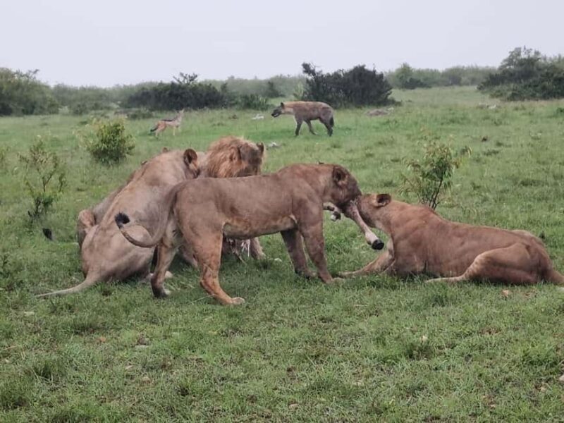 Kenya and Tanzania: 9-Day Private Midrange Safari Package - The Value of the Tour