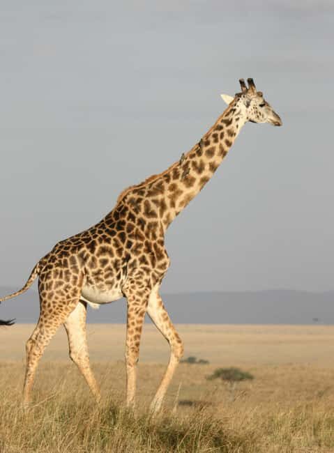 Kenya and Uganda: 7-Day Safari with Gorilla Tracking Tour - Key Points