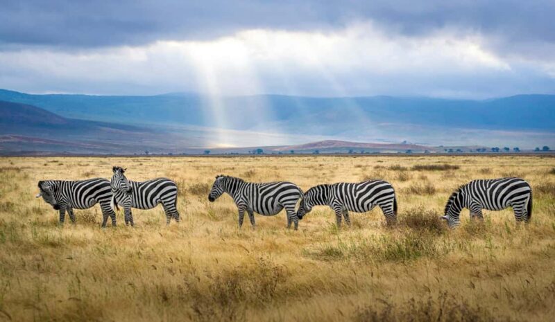 Kenya and Uganda: 7-Day Safari with Gorilla Tracking Tour - The Groundwork of the 7-Day Safari