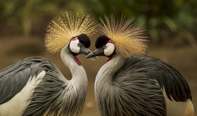 Kenya and Uganda: 7-Day Safari with Gorilla Tracking Tour - Transportation and Group Size
