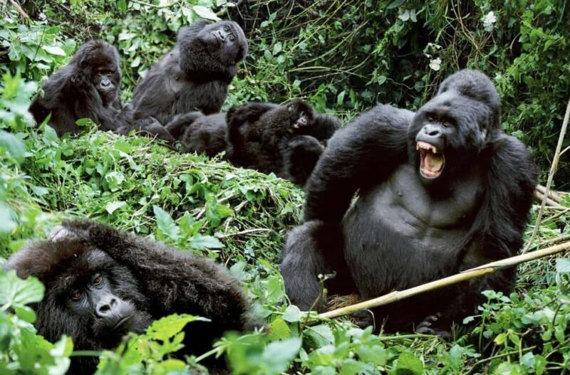 Kenya and Uganda: 7-Day Safari with Gorilla Tracking Tour - The Sum Up