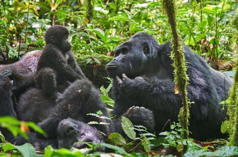 Kenya and Uganda: 7-Day Safari with Gorilla Tracking Tour - FAQs