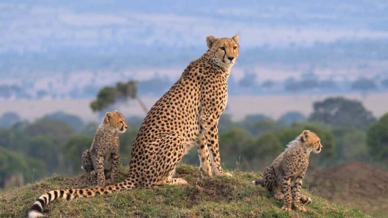 Kenya Big Five Safari - Introduction: What’s the Safari All About?