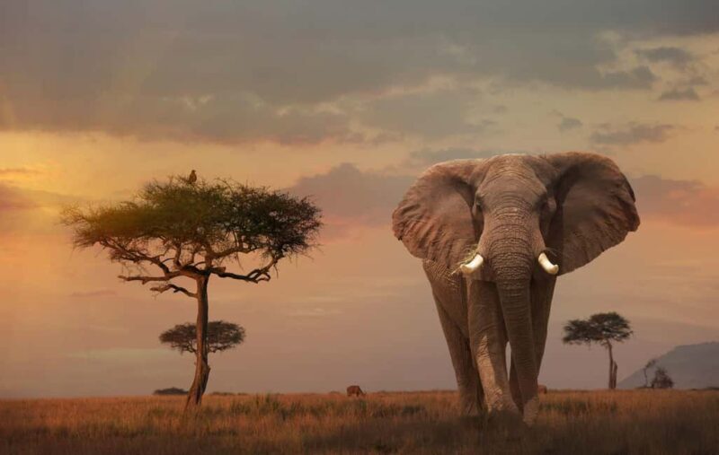 Kenya Big Five Safari - What’s Included & What’s Not