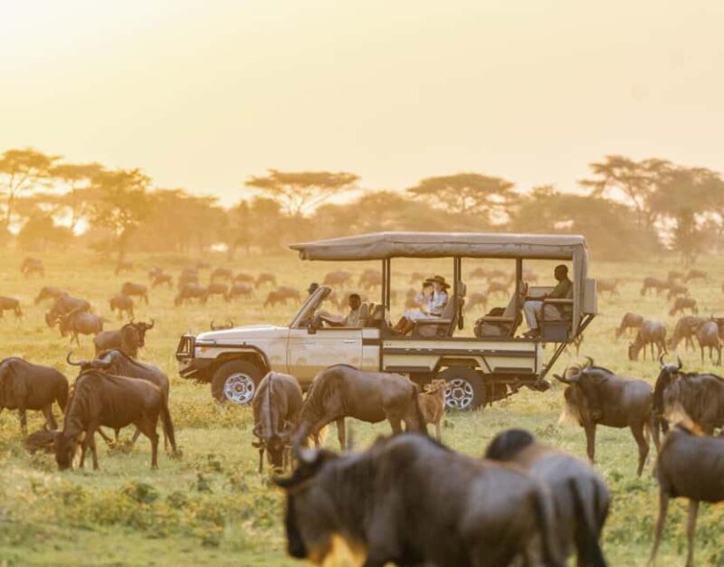 Kenya Big Five Safari - Value and Overall Experience