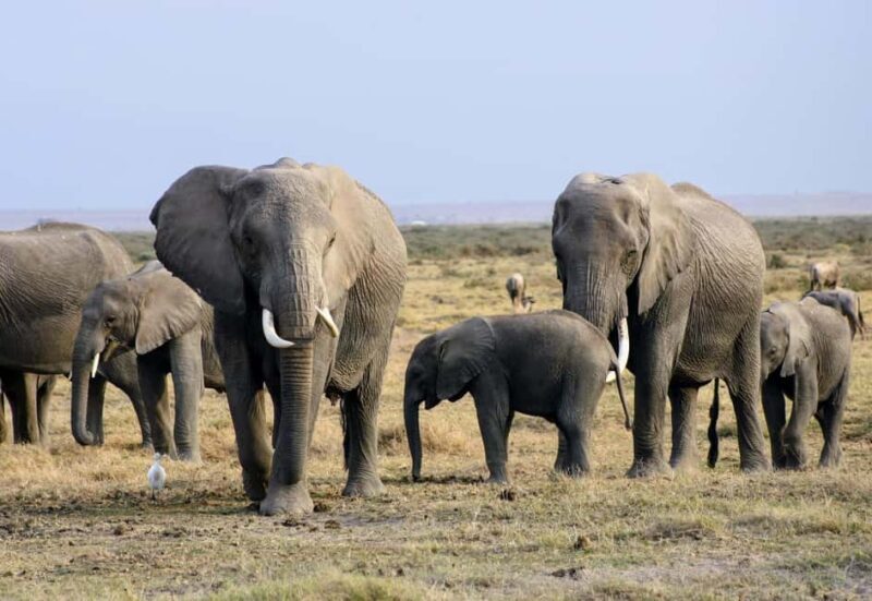 Kenya: Fly-In Safari to Amboseli from Mombasa Port 2-Day - An In-Depth Look at the Amboseli Fly-In Safari