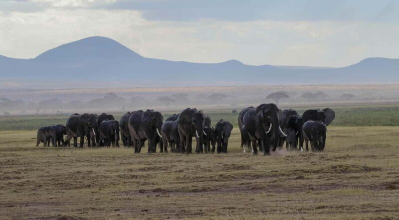 Kenya: Fly-In Safari to Amboseli from Mombasa Port 2-Day - The Sum Up: Is This Safari Right for You?