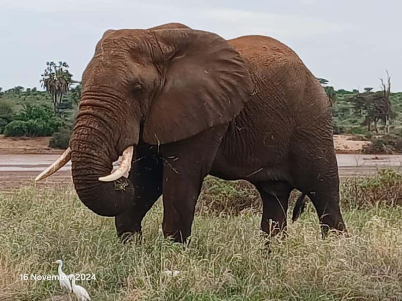 Kenya: Private Safari Guide and 4x4 Vehicle Rental - Key Points