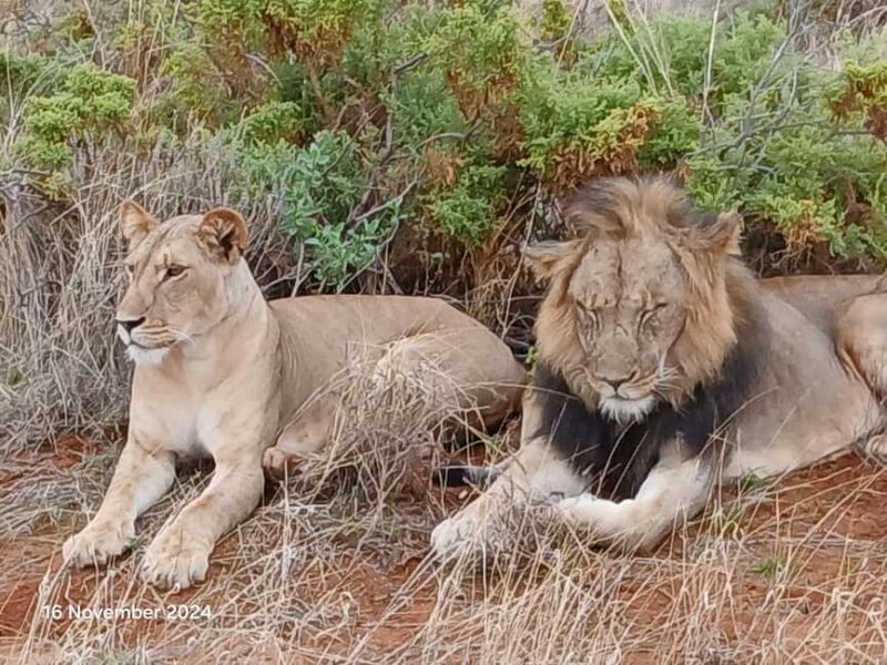 Kenya: Private Safari Guide and 4x4 Vehicle Rental - Who Should Consider This Tour?