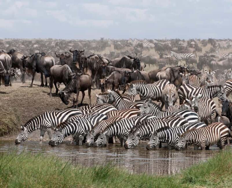 Kenya & Tanzania: 18-Day Safari with Zanzibar Beach Stay - A Well-Rounded Safari Experience