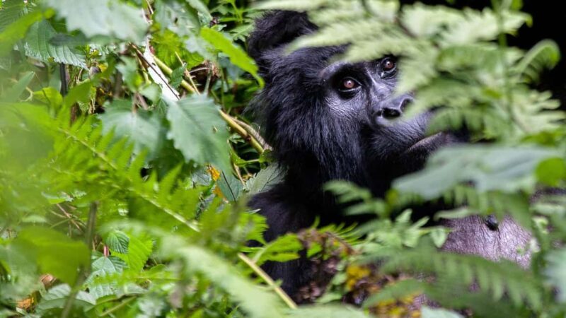 Kenya, Tanzania, Uganda, Rwanda, and Burundi: 25-Day Tour - What Does This Tour Mean for You?