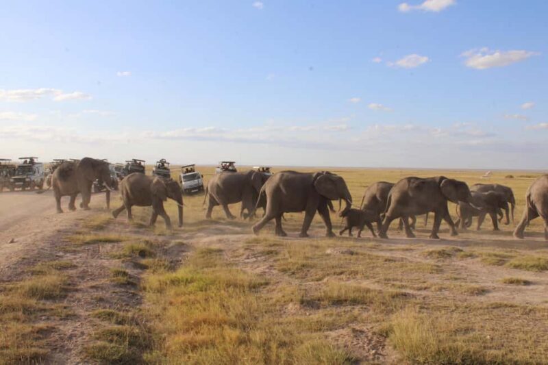Kenyan Splendor: A 10-Day Safari - FAQ