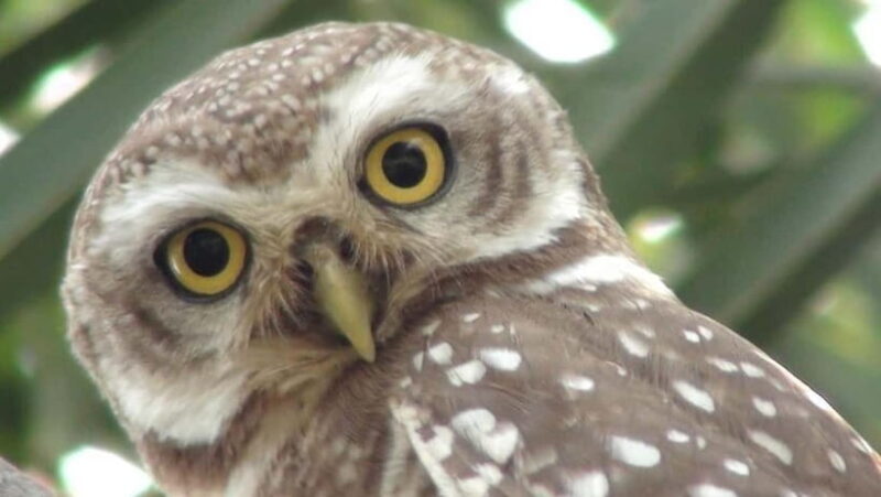 Keoladeo National Park Tickets and Guided Tour - Who Would Love This Tour?