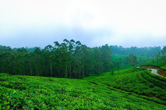 Kerala 6 Day Tour Munnar Thekkady Alleppey Kovalam Beaches - Who Should Book This Tour?