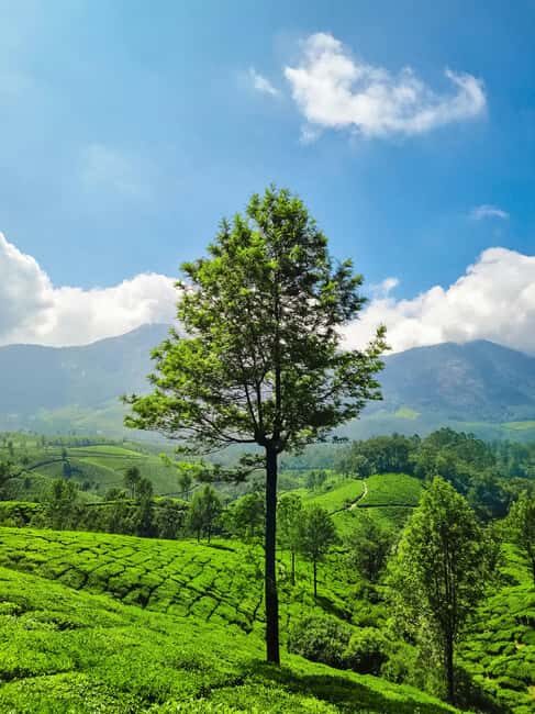 Kerala: Munnar, Thekkady, Alappuzha & Trivandrum 5-Day Trip - Key Points  