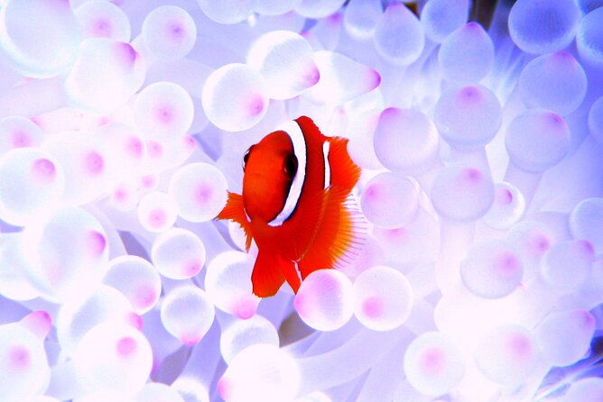 kerama-islands-experience-dive-snorkeling-whale-watching-service