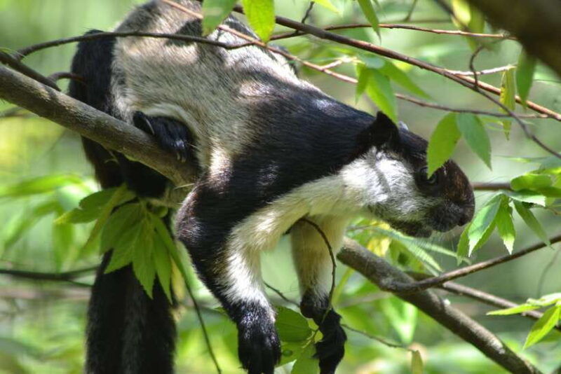 ketambe-sumatra-jungle-trekking-and-rafting-2