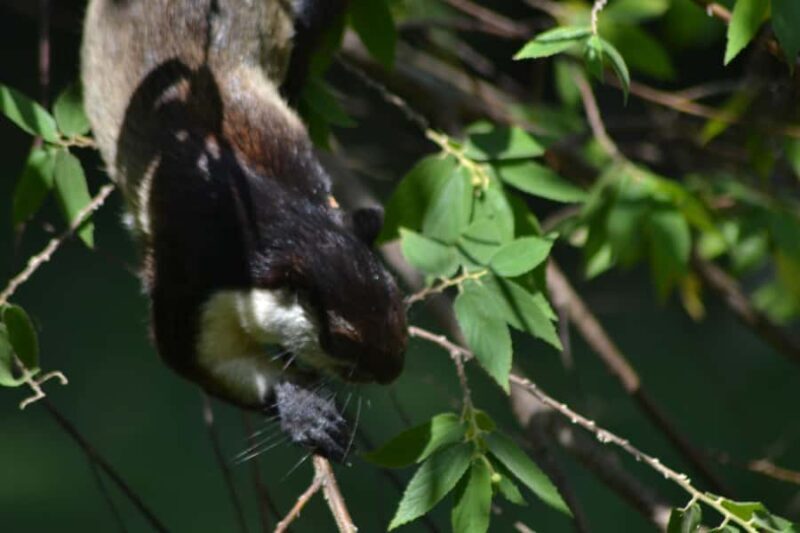 Ketambe Sumatra Jungle Trekking and Rafting - Exploring the Wild Heart of Sumatra: Ketambe Jungle Trekking and Rafting