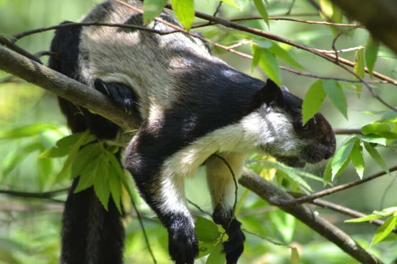 Ketambe Sumatra Jungle Trekking and Rafting - Who Should Consider This Tour?