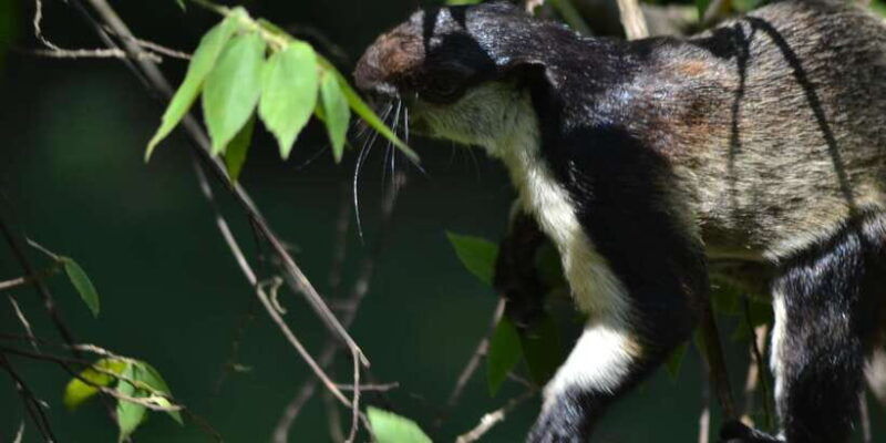 ketambe-sumatra-jungle-trekking-and-rafting