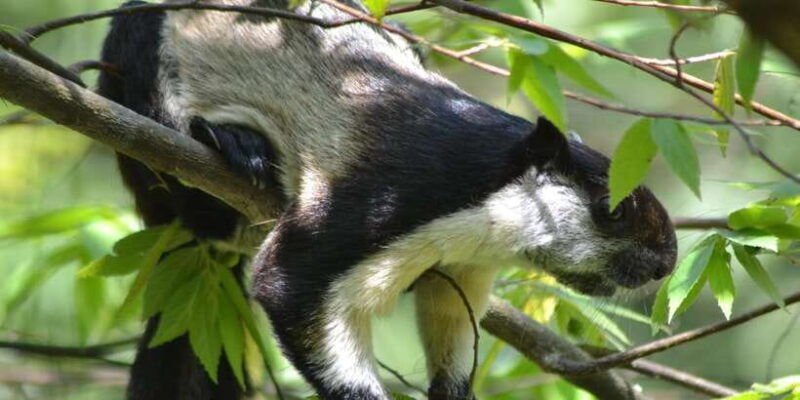 ketambe-sumatra-jungle-trekking-and-rafting