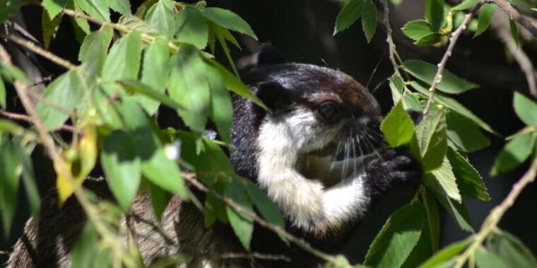 ketambe-sumatra-jungle-trekking-and-rafting