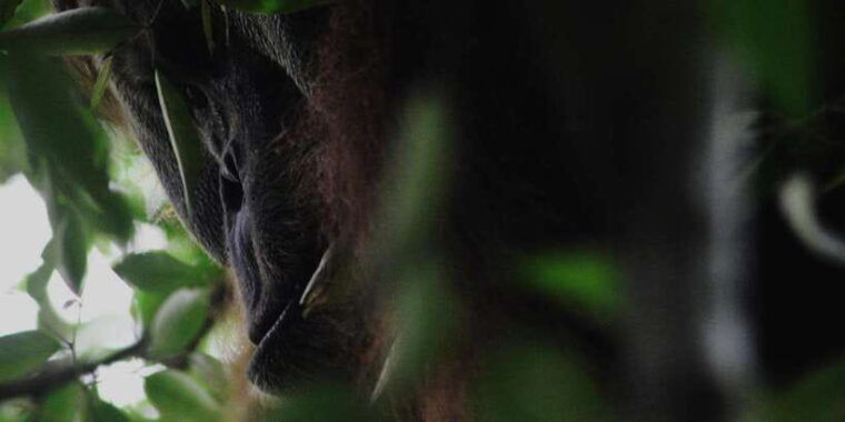 ketambe-sumatra-jungle-trekking-and-rafting